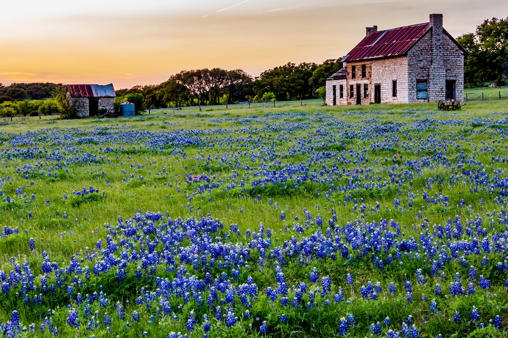 Bluebonnets and barn